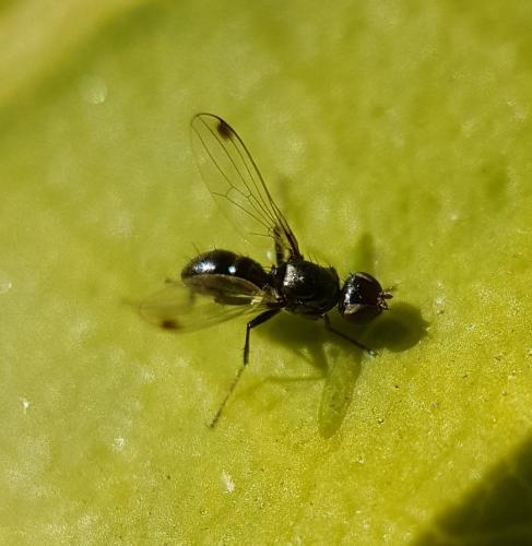 Sepsis sp.